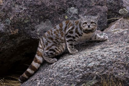 El Gato Andino está entre los cinco felinos más amenazados del mundo