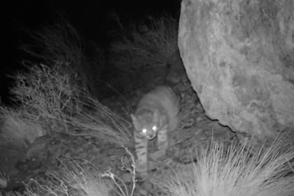 El gato andino fue fotografiado caminando a las 5:20 de la madrugada