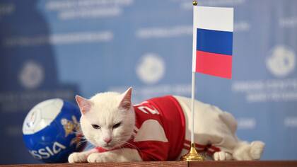 El gato Aquiles vive en el museo del Hermitage y es uno de los felinos cazadores de ratones