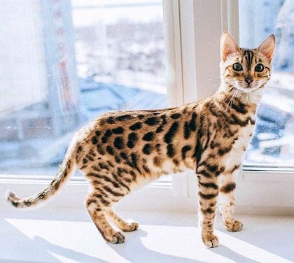 El gato Belngalí tiene un pelaje estilo salvaje, con patrones similares a los de un leopardo