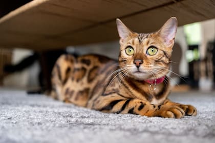 El gato de Bengala puede tener un temperamente peculiar