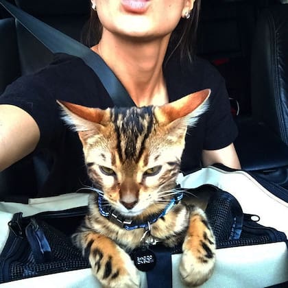 El gato de Brenda se llamaba Bandido Luchador Jon Snow