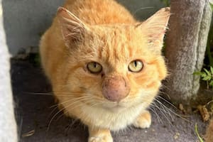 El gato de la gran nariz que todos quieren ayudar: la historia de Barney Bubble