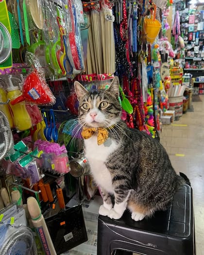 El gato de pelaje atigrado se ganó la confianza de todos los empleados del local.