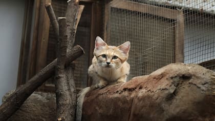 El gato del desierto había sido visto por última vez hace diez años