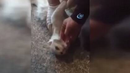 El gato durante la reanimación