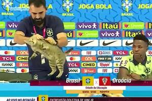 Un gato irrumpió en la conferencia de Brasil y la reacción del cuerpo técnico causó indignación