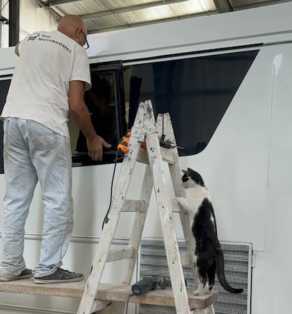 El gato es fiel compañero del trabajo familiar