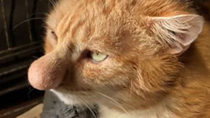 El gato está siendo tratado por una posible infección fúngica en el refugio Rescue Cats NI
