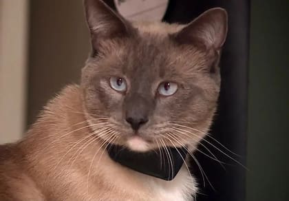 El gato estaba en buen estado pero con condiciones de agotamiento por la travesía en medio de las olas de calor