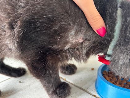 El gato estaba flaco y con cicatrices en su cuerpo
