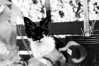 Una biografía de Felisberto Verne