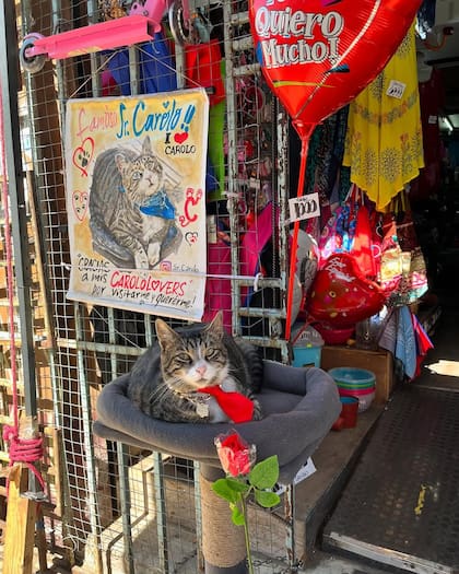 El gato forma parte del itinerario de algunos tours turísticos de Valparaíso.