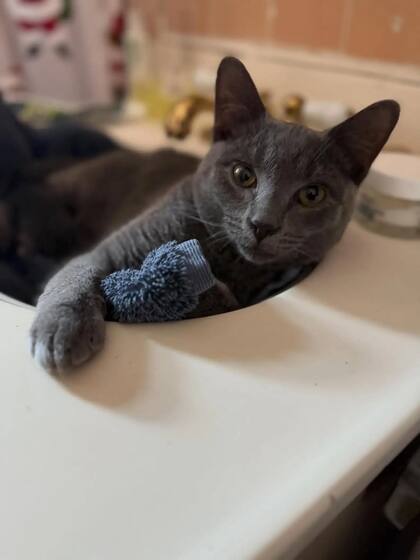 El gato fue llamado Metrocard