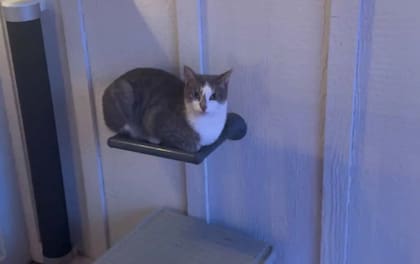 El gato había desaparecido sin dejar rastro para la familia (Foto: The Dodo)