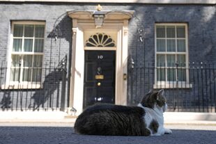 El gato Larry descansa frente al número 10 de Downing Street en Londres, el viernes 8 de julio de 2022. (AP Photo/Frank Augstein)
