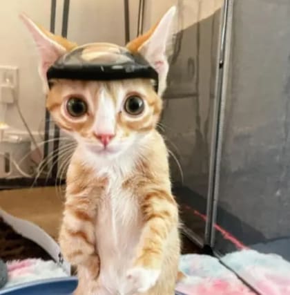 El gato logró superar satisfactoriamente la operación (Foto: El Tiempo)