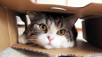 El gato Maru superó las 325 millones de visitas