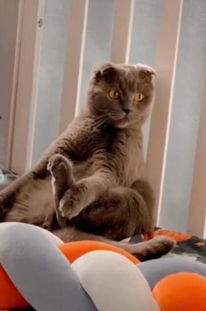 El gato mira al niño para comprobar que no será molestado
Foto: TikTok: @jackoliveira243