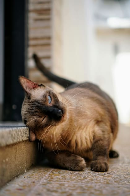 El gato oriental tiene dos variedades: de pelo corto y de pelo largo
