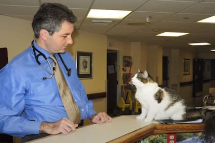 El gato Oscar es famoso en el mundo: en la imagen lo acompaña David Dosa, el médico que escribió un libro inspirado en él