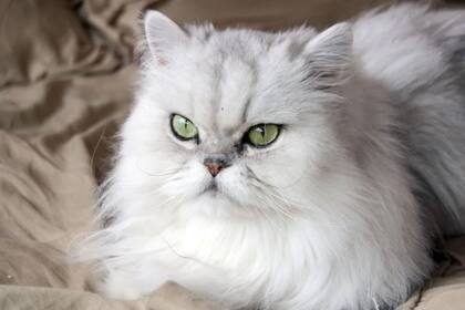 El gato persa suele tener problemas respiratorios