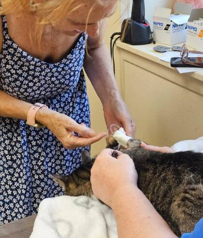 El gato recibió atención médica de inmediato (Foto: The Dodo)