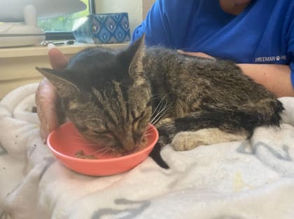 El gato recibió un nombre en broma por el lugar donde lo habían encontrado (Foto: The Dodo)