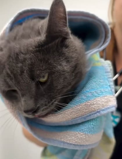 El gato se encontraba muy lastimado y con pocas chances de sobrevivir (Foto: @feespaack)