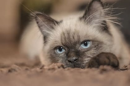 El gato siames es considerado perezoso (Foto Pexels)