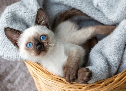 El gato siamés es una de las razas más populares y antiguas