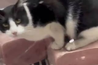 Grabaron a un gato mientras comía jamón dentro de la heladera de una fiambrería