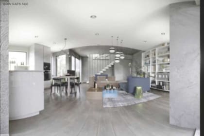 El gato también verá una versión atenuada de la habitación