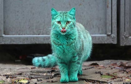 El gato verde que desvela a los búlgaros