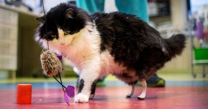El gato volvió a caminar gracias a una cirugía innovadora