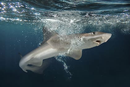 El gatuzo o "palo rosado".