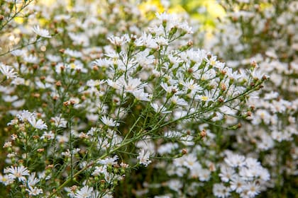 El género Aster prefiere el sol y agradece suelos fértiles y bien drenados