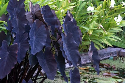 El género Colocasia comprende cerca de 30 especies, sus hojas son extremadamente brillosas y delicadas cuando baja la temperatura