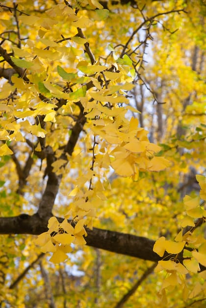 El Ginkgo Biloba posee una particularidad medicinal que lo hace único