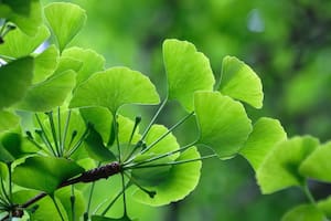 El Ginkgo biloba tiene distintas propiedades antioxidantes y que favorecen la circulación