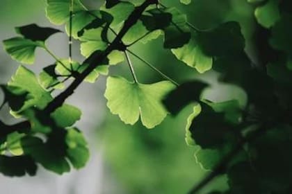 El ginkgo se utiliza para combatir la demencia (Foto Pexels)