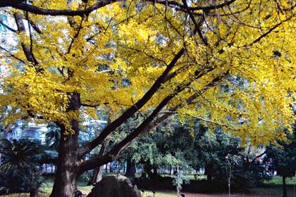 El ginko biloba del Jardín Botánico es un retoño de un árbol japonés que sobrevivió el bombardeo de Hiroshima