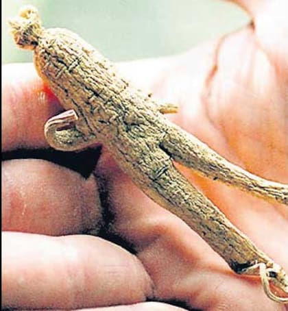 El ginseng tiene sus riesgos