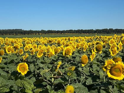 El girasol es hoy una alternativa rentable y estratégica, pero, sobre todo, una herramienta para producir mejor
