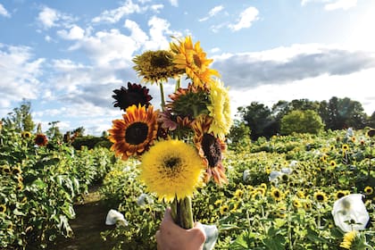 El girasol puede usarse como flor de corte y duran una semana en florero
