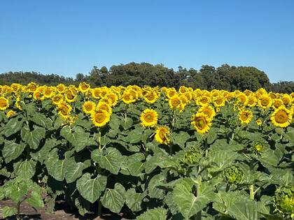 El girasol, una opción para combinar con cultivos de cosecha fina