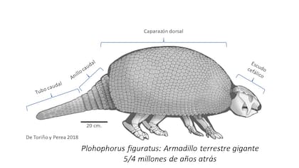 El gliptodonte es similar a una mulita, pero con un peso que puede llegar a los 300 kilos