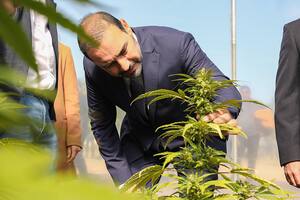 Otra provincia presentó un proyecto de cannabis medicinal: quiénes serán los destinatarios