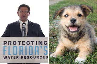Todas las leyes aprobadas por DeSantis en Florida que impactan en los animales