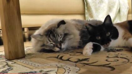 El gobernador Sakate mostró cómo Mir dormía tranquilo con el resto de sus gatos en casa